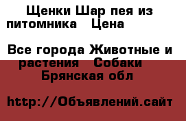 Щенки Шар пея из питомника › Цена ­ 25 000 - Все города Животные и растения » Собаки   . Брянская обл.